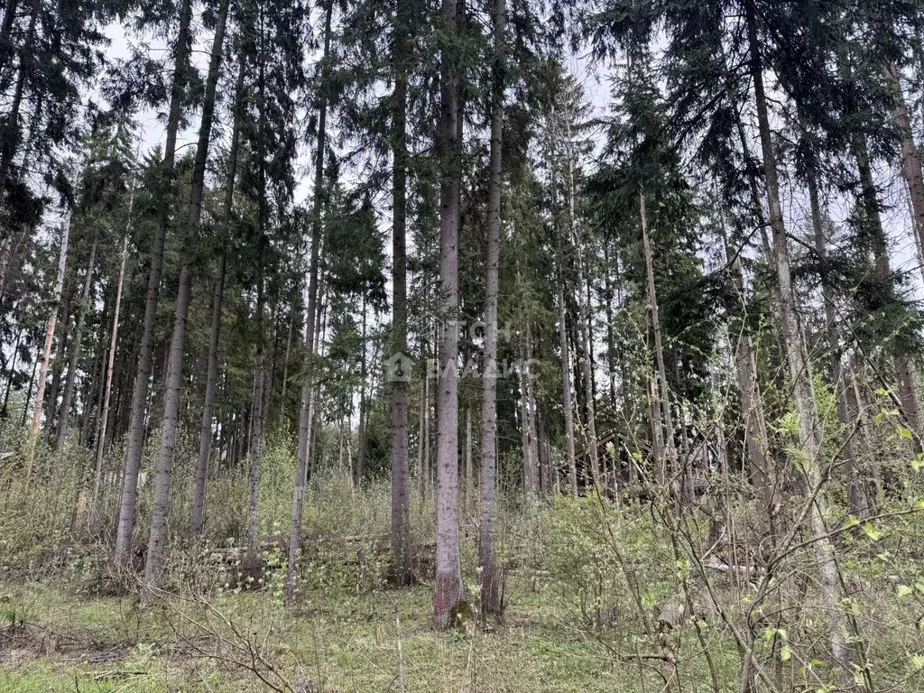 Участок в Московская область, Пушкинский городской округ, Софрино пгт, ... - Фото 0