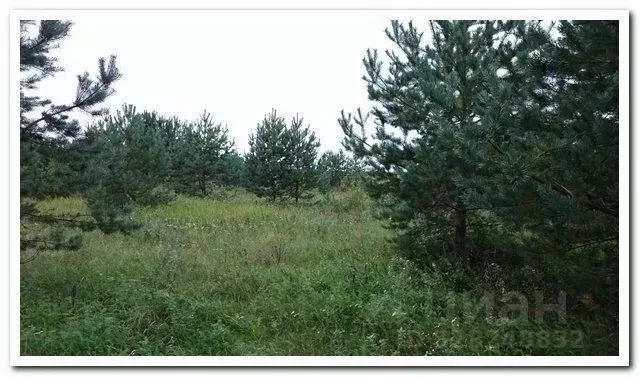 Участок в Псковская область, Струго-Красненский район, д. Щирск  (9.0 ... - Фото 1