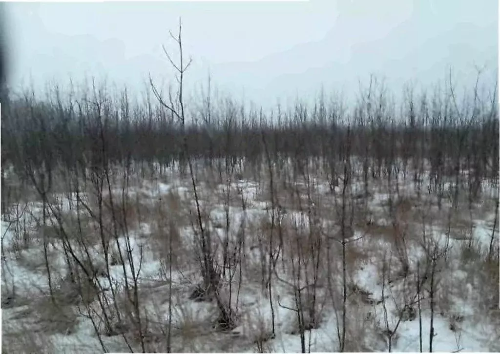 Участок в Рязанская область, Рыбное  (100.0 сот.) - Фото 1