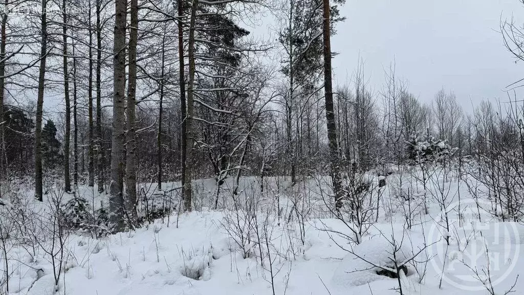 Участок в Выборгский район, Светогорское городское поселение, деревня ... - Фото 1
