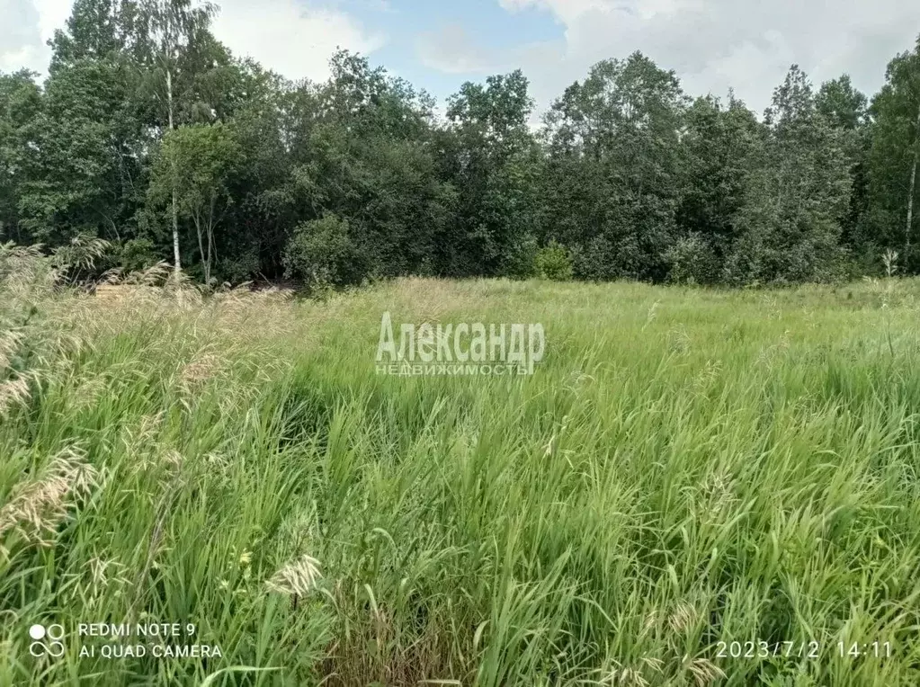 Участок в Ленинградская область, Приозерский район, Ромашкинское ... - Фото 0