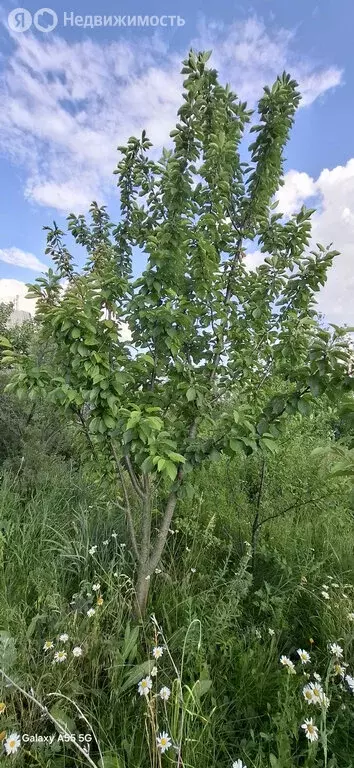 Участок в Красный Сулин, Благовещенская улица (10 м) - Фото 1