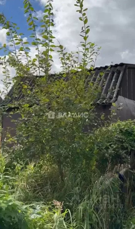 Участок в Калининградская область, Калининград Чайка СНТ, проезд ... - Фото 2