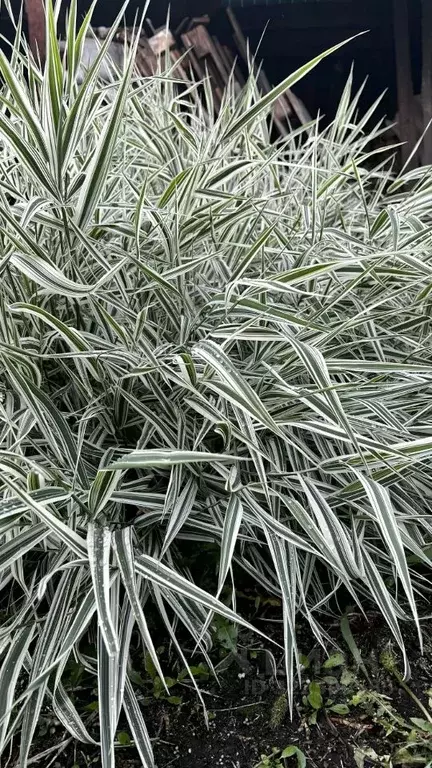 Дом в Красноярский край, Красноярск Заречная ул., 41 (55 м) - Фото 2