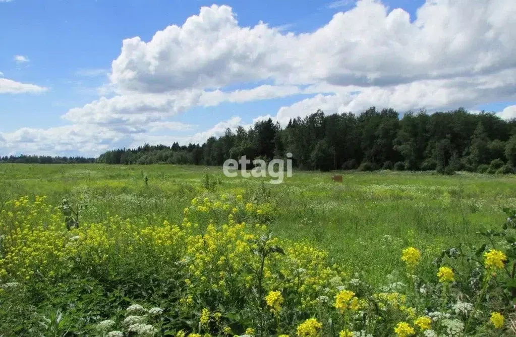 Участок в Ленинградская область, Ломоносовский район, Гостилицкое ... - Фото 1