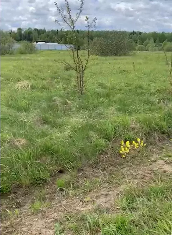 Участок в Московская область, Можайский муниципальный округ, д. Елево  ... - Фото 0