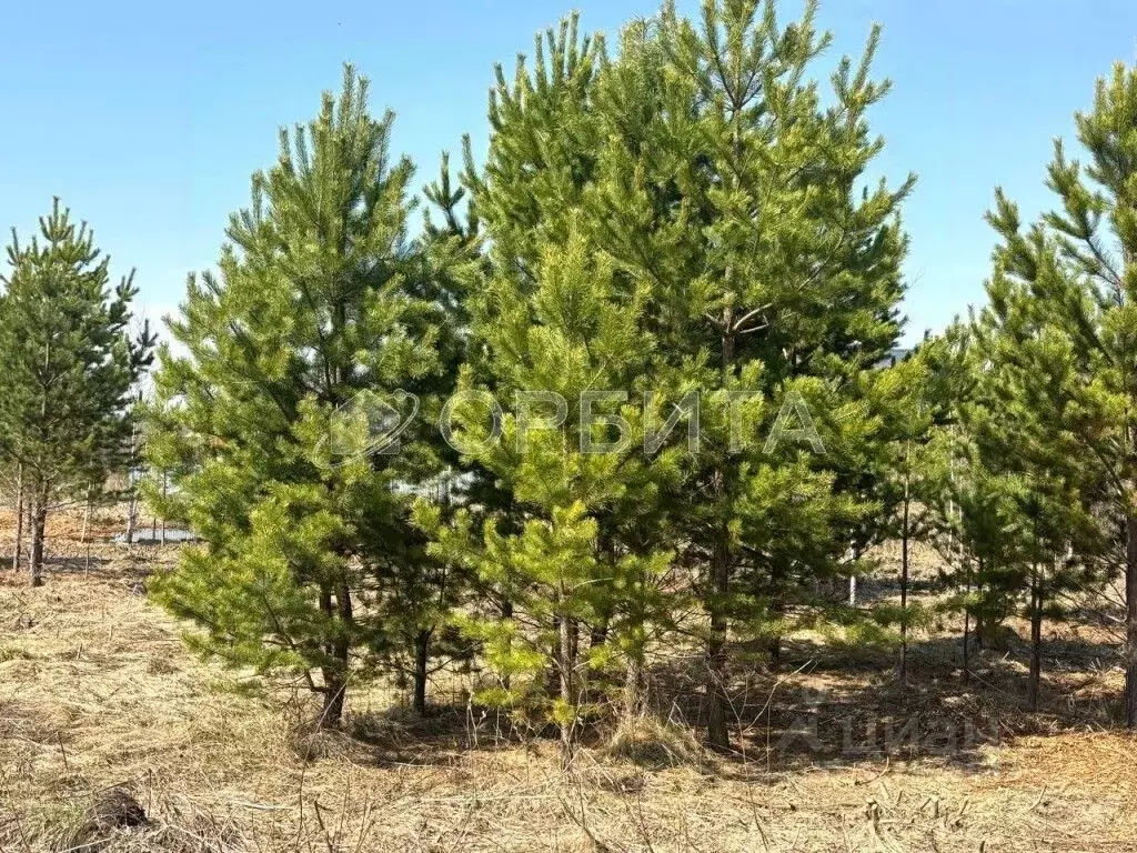 Участок в Тюменская область, Тюменский муниципальный округ, с. ... - Фото 1