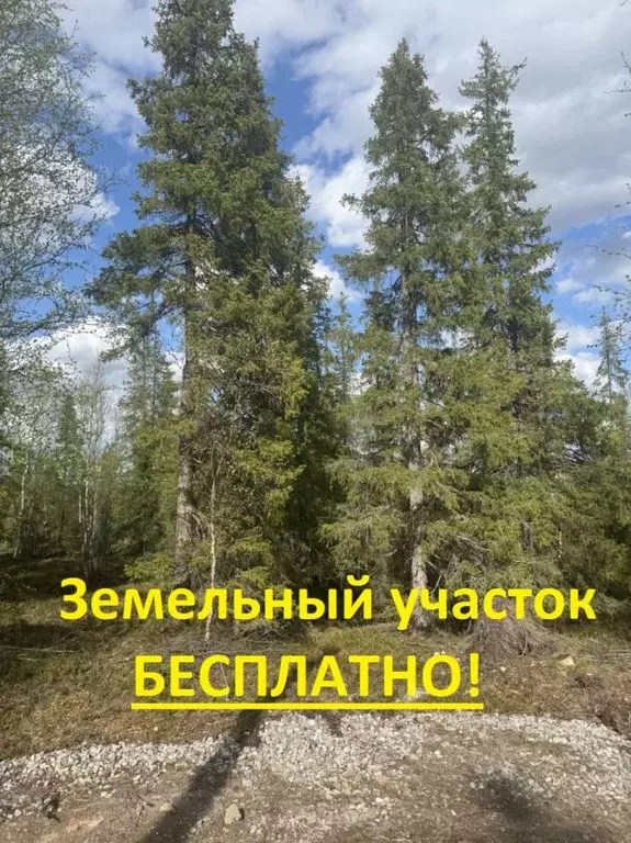 Участок в Мурманская область, Кольский муниципальный округ, Молочный ... - Фото 1
