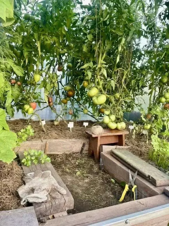 Дом в Новосибирская область, Новосибирск Лилия СНТ, 302 (41 м) - Фото 1