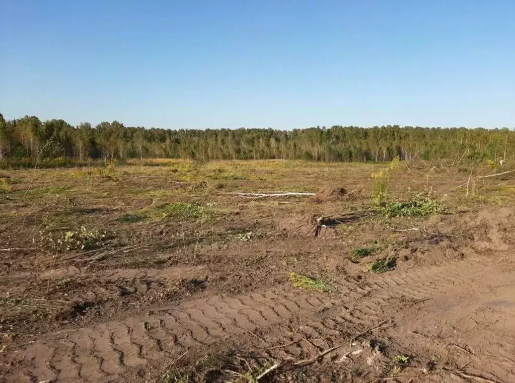 Участок в Новосибирская область, Мошковский район, Индия кп, Индия-Юг ... - Фото 2