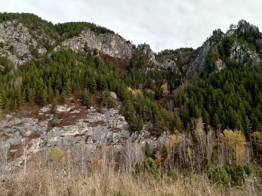 Участок в Алтайский край, Солонешенский район, с. Топольное  (17.0 ... - Фото 1