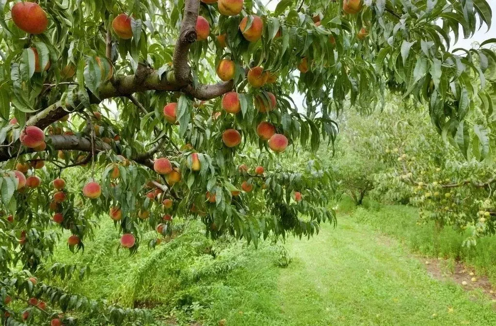 Участок в Севастополь Слип садоводческое товарищество,  (4.0 сот.) - Фото 1