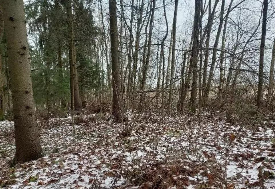 Участок в Московская область, Дмитровский муниципальный округ, ... - Фото 1