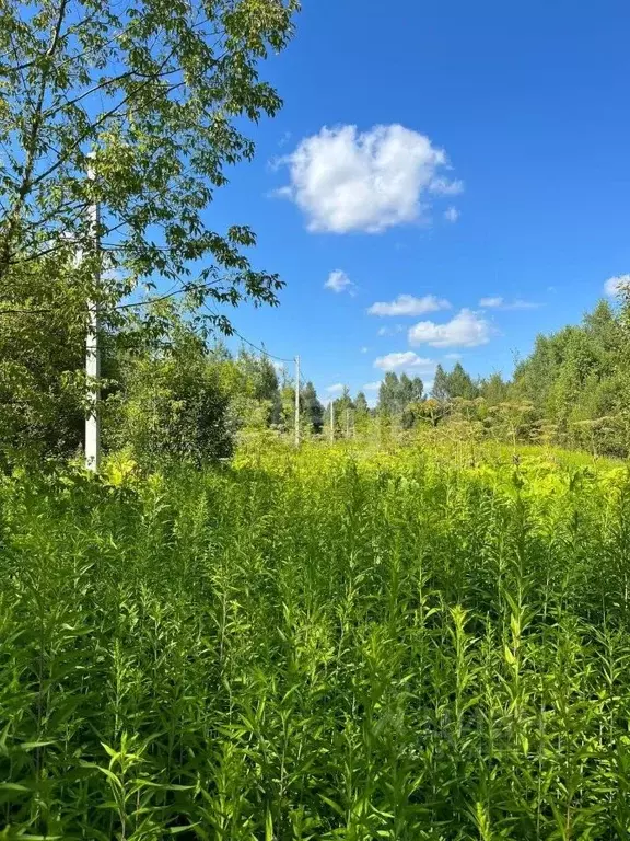 Участок в Калужская область, Козельский муниципальный округ, Деревня ... - Фото 1