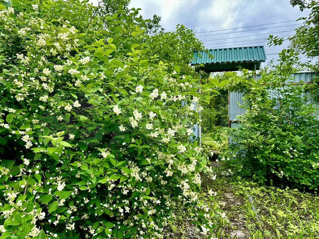 Дача 35,4 м на участке 8,7 сот. - Фото 0