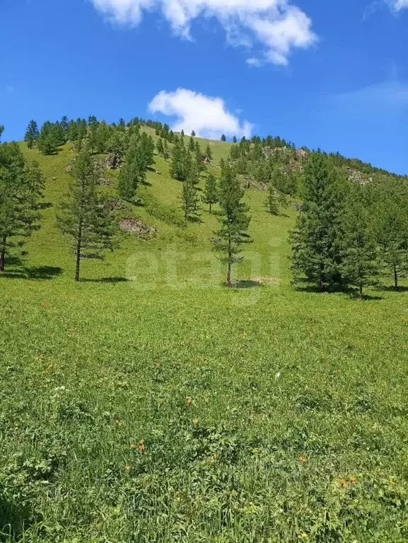 Участок в Алтай, Чемальский район, с. Еланда Новая ул. (309.37 сот.) - Фото 1