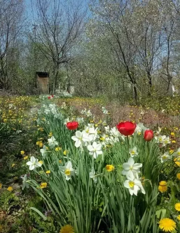 Дача 15 м на участке 5 сот. - Фото 0