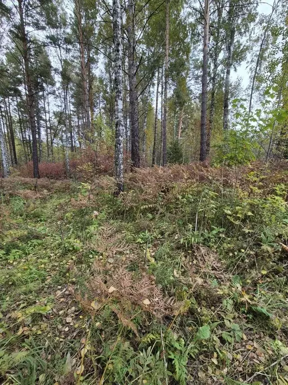 Участок в Красноярский край, Дивногорск городской округ, с. Овсянка ... - Фото 0