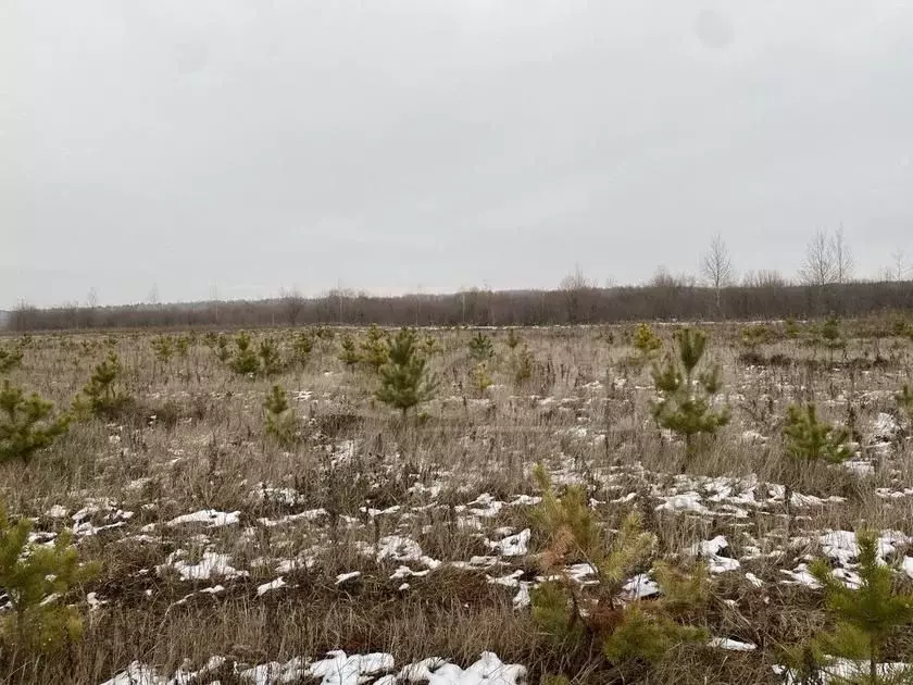 Участок в Тюменская область, Тюменский район, д. Елань  (500.0 сот.) - Фото 0