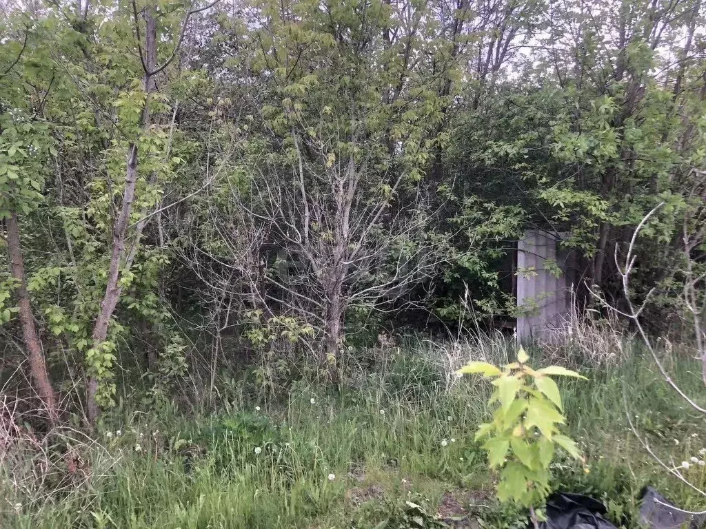 Участок в Белгородская область, Белгородский район, с. Стрелецкое, ... - Фото 2