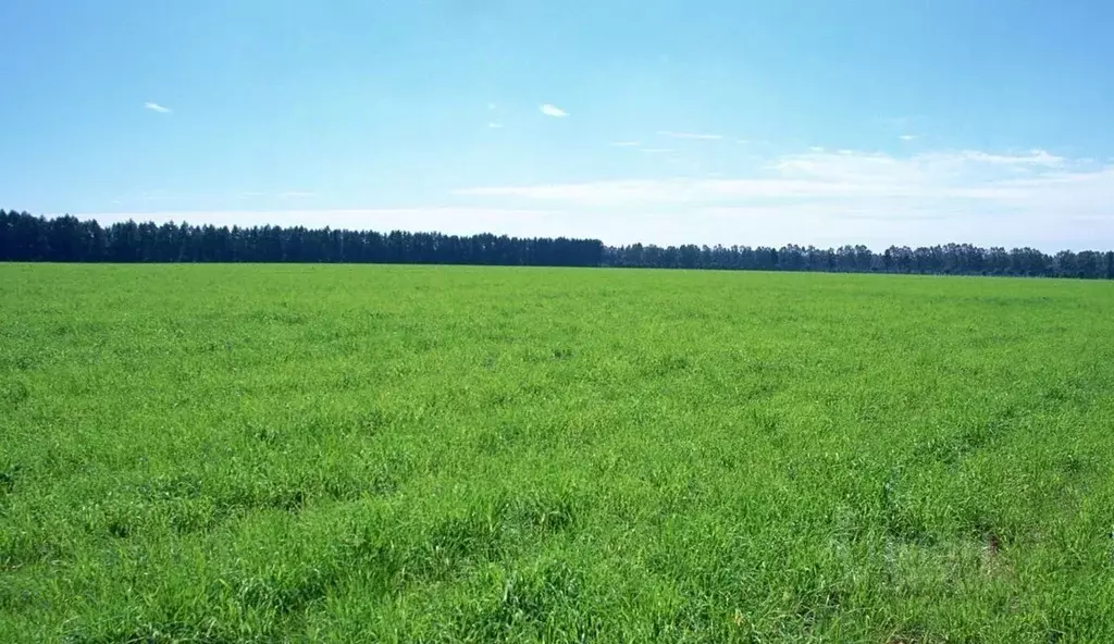 Участок в Ростовская область, Неклиновский район, с. Новобессергеневка ... - Фото 0
