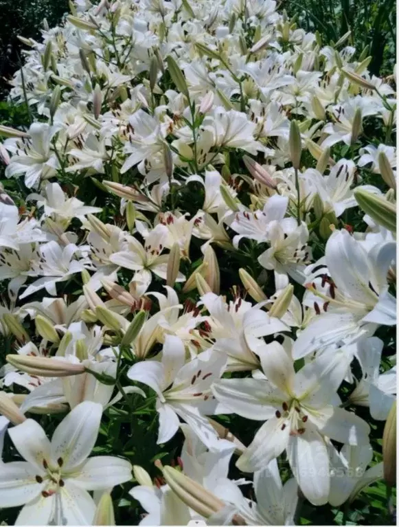 Участок в Новосибирская область, Новосибирск Мир-2 СТ, ул. 5-я (1066.0 ... - Фото 1