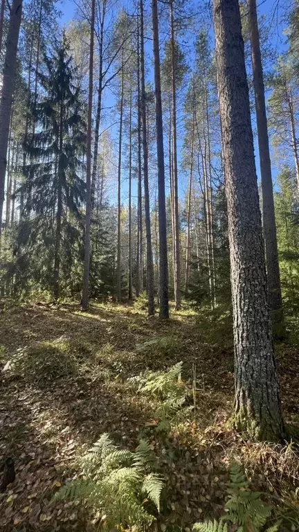 Участок в Ленинградская область, Выборгский район, Рощинское городское ... - Фото 0