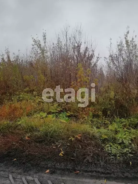 Участок в Алтайский край, Алтайский район, с. Алтайское ул. Ершова ... - Фото 0
