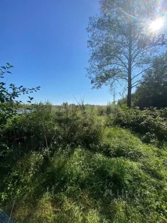 Участок в Брянская область, Выгоничский район, Хмелевское с/пос, д. ... - Фото 2