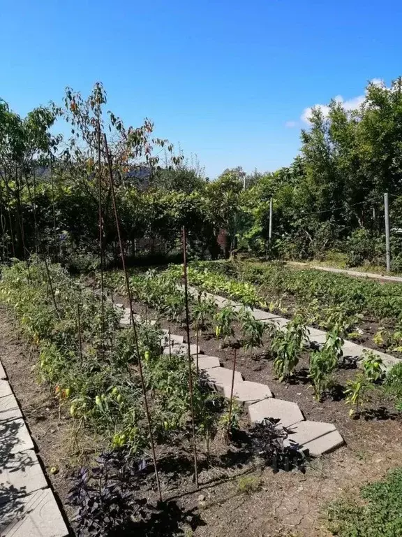 Дом в Краснодарский край, Сочи городской округ, с. Красная Воля ул. ... - Фото 2