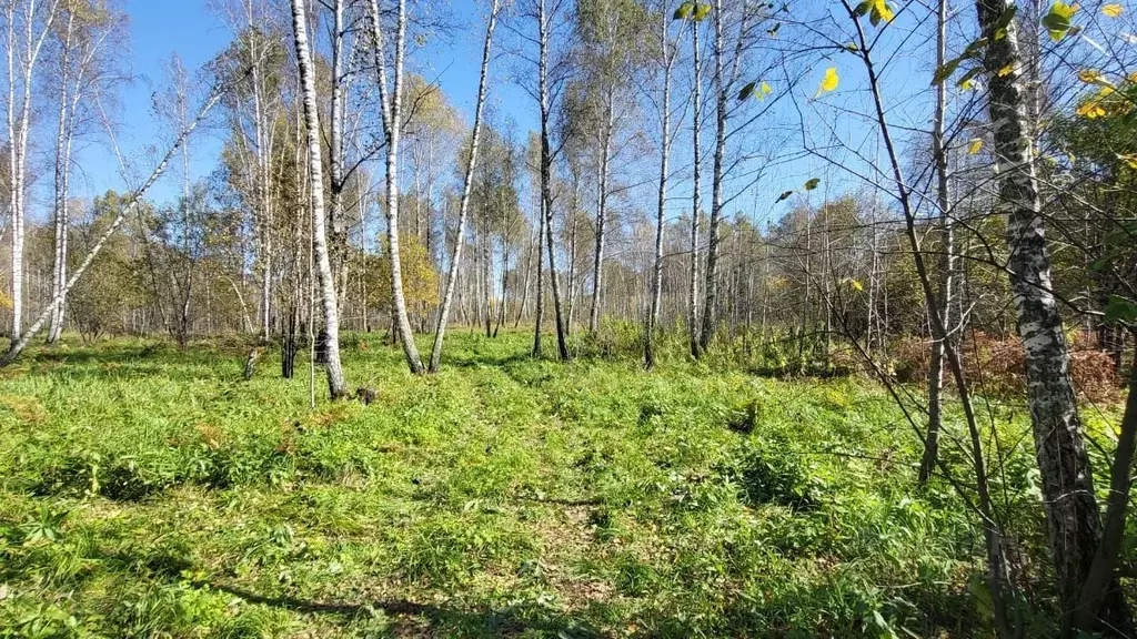 Участок в Алтай, Майминский район, Соузгинское с/пос, пос. Черемшанка ... - Фото 0