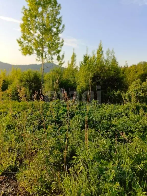 Участок в Алтай, Майминский район, Манжерокское с/пос, с. Озерное ул. ... - Фото 1