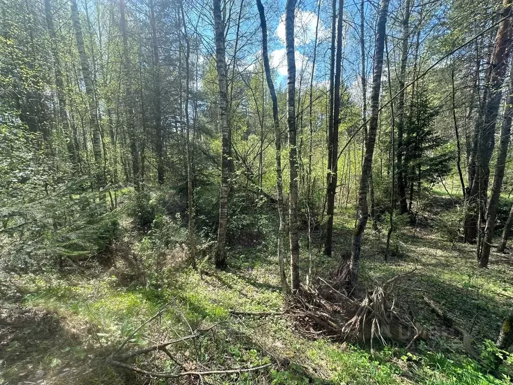 Участок в Московская область, Богородский городской округ, д. Дядькино ... - Фото 0