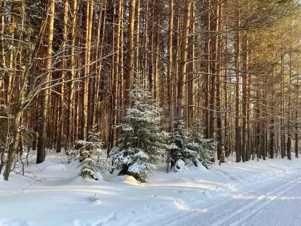 Участок в Тюменская область, Нижнетавдинский район, с. Тюнево  (15.0 ... - Фото 0