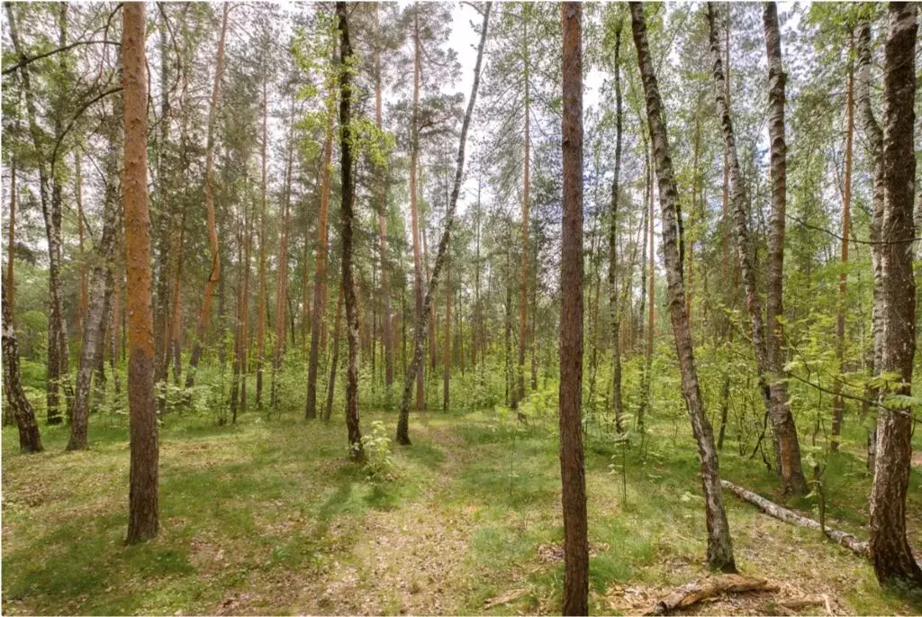 Участок в Московская область, Истра городской округ, Павловский Лес кп ... - Фото 1