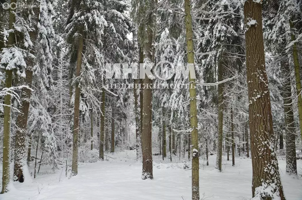 Участок в Московская область, Дмитровский муниципальный округ, деревня ... - Фото 1