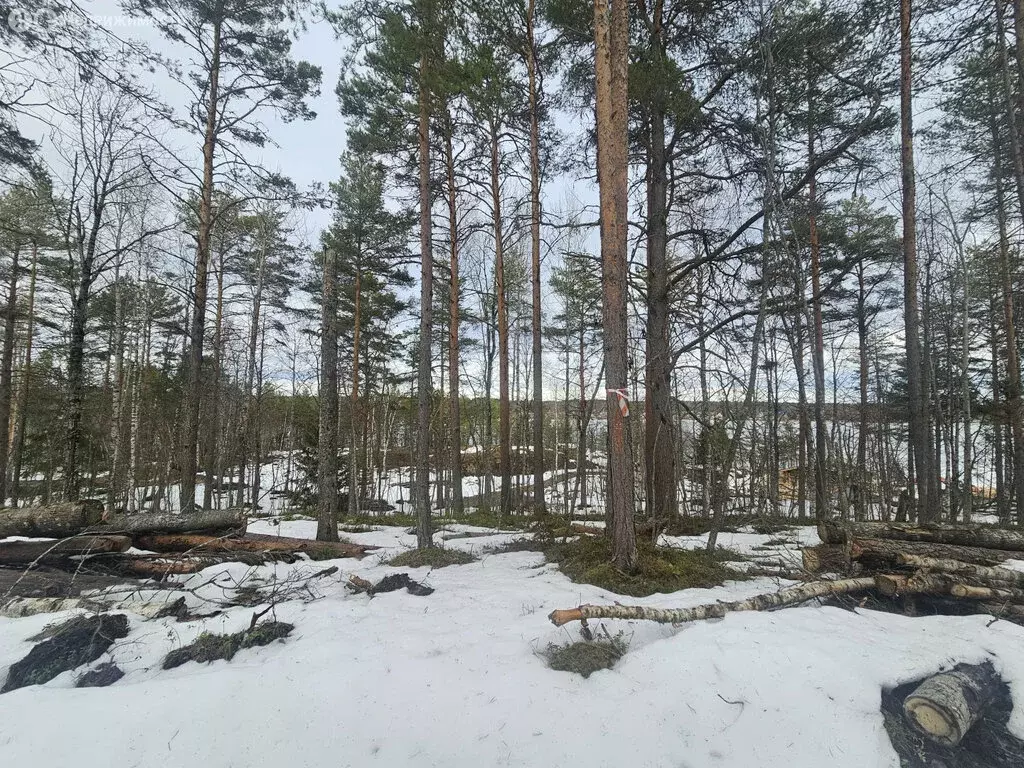 Участок в Заозерское сельское поселение, местечко Пиньгуба (1 м) - Фото 2