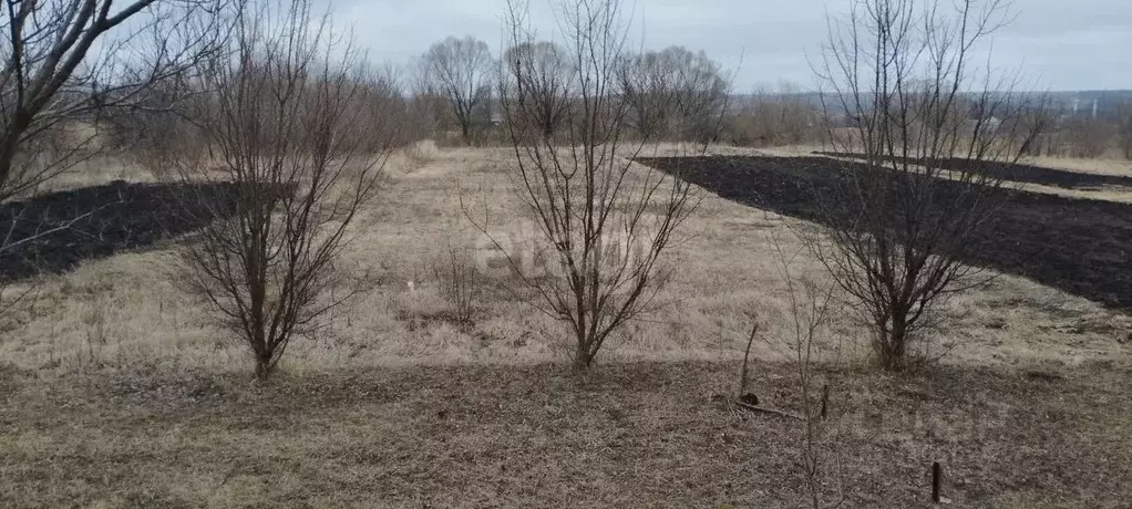 Участок в Белгородская область, Вейделевский район, с. Николаевка ул. ... - Фото 0