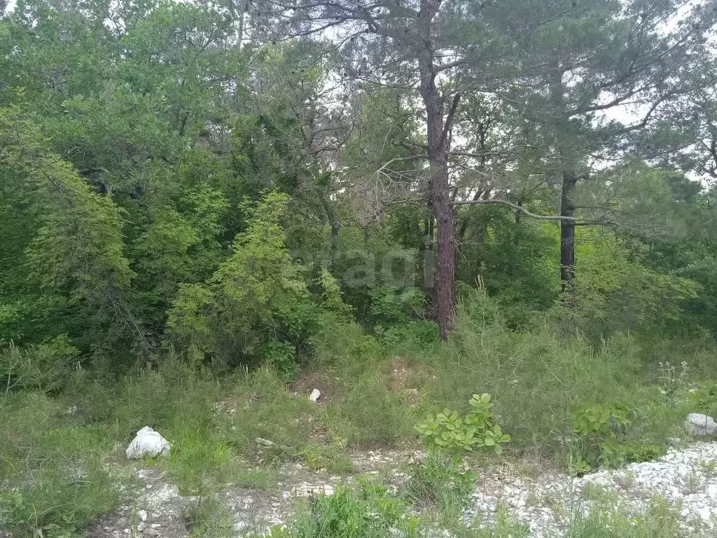 Участок в Краснодарский край, Геленджик  (32.0 сот.) - Фото 2