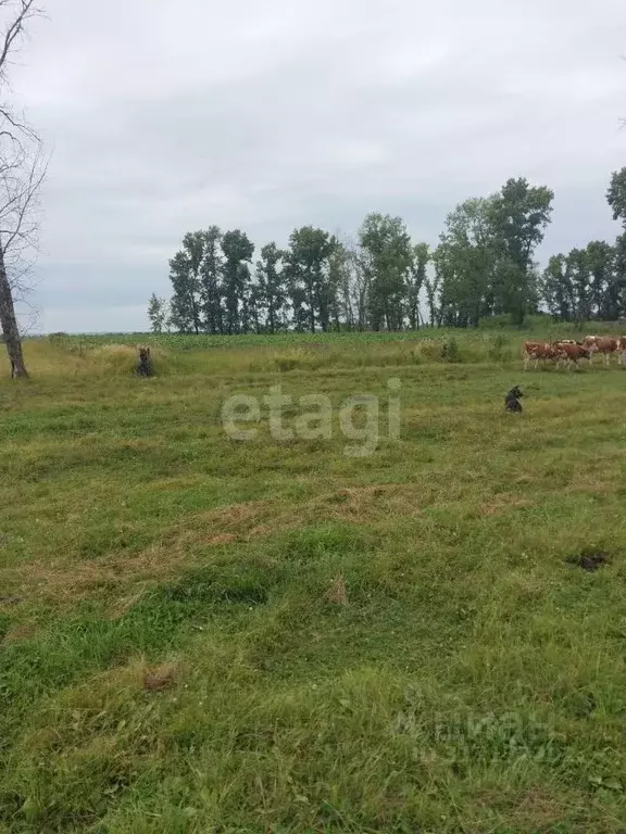 Участок в Амурская область, Серышевский муниципальный округ, с. ... - Фото 2