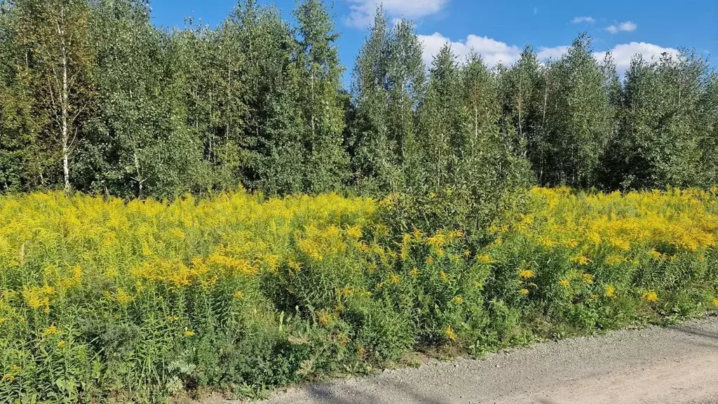 Участок в Новосибирская область, Кольцово рп  (50.0 сот.) - Фото 0