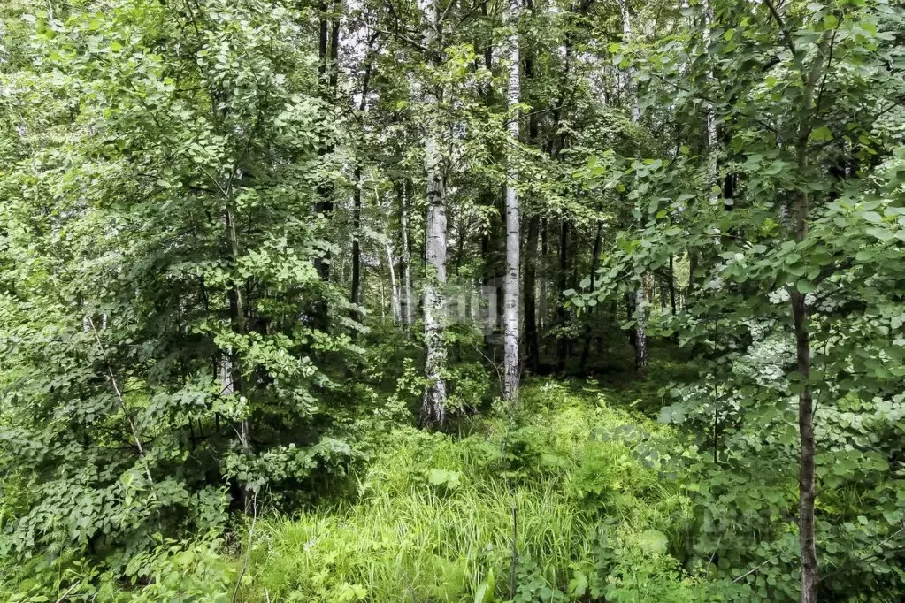 Участок в Тюменская область, Нижнетавдинский муниципальный округ, ... - Фото 1