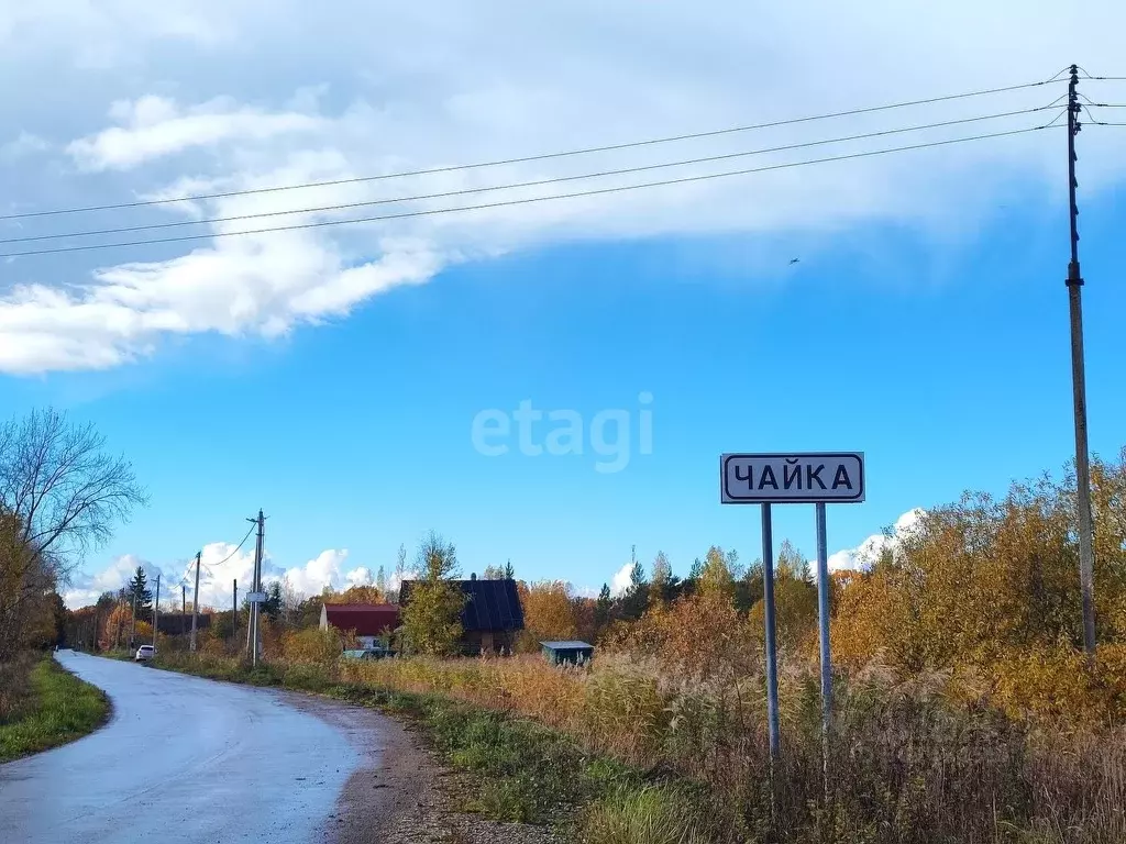 Животное и птица в деревне. Деревня чайка. Деревенская чайка. Деревня чайка. Чайка новгородская область деревня.