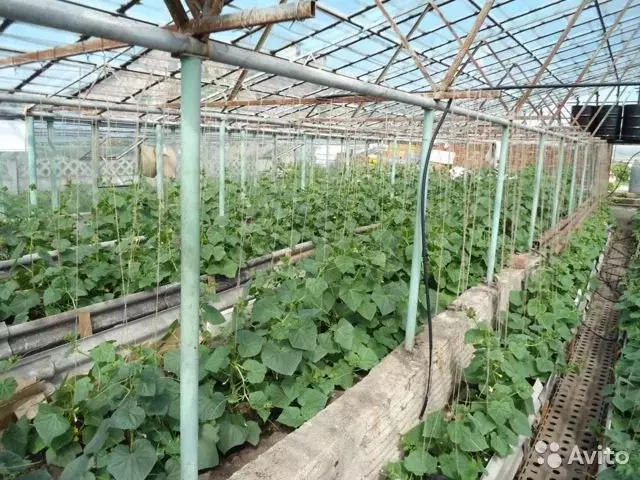 Дом 115 м на участке 24 сот. - Фото 0
