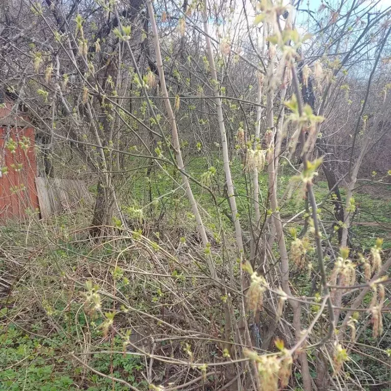 Участок в Нижегородская область, Нижний Новгород Ленинец-1 СТ,  (10.0 ... - Фото 1