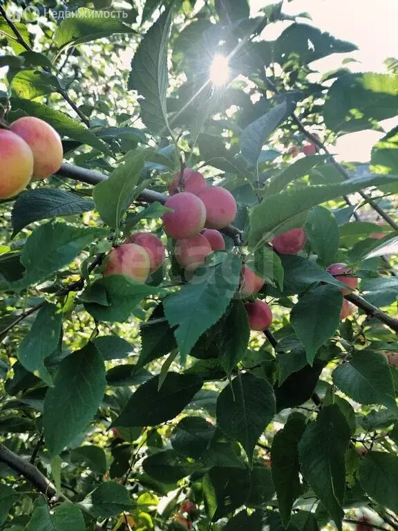 Дом в Тюменская область, Тобольский муниципальный округ, ... - Фото 1