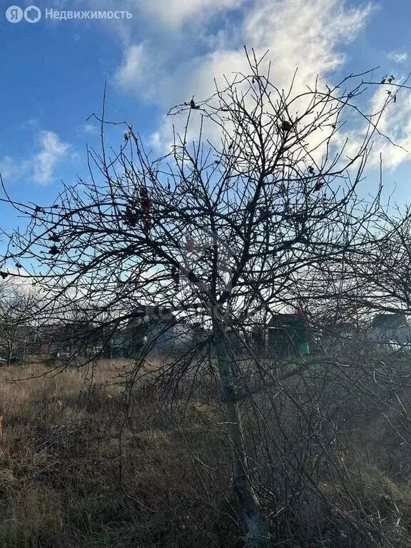 Участок в Рамонский район, Русскогвоздёвское сельское поселение, ПСК ... - Фото 2