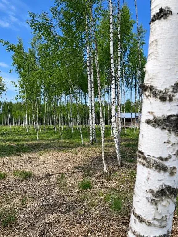 Участок в Ленинградская область, Тосненский район, Любанское городское ... - Фото 1