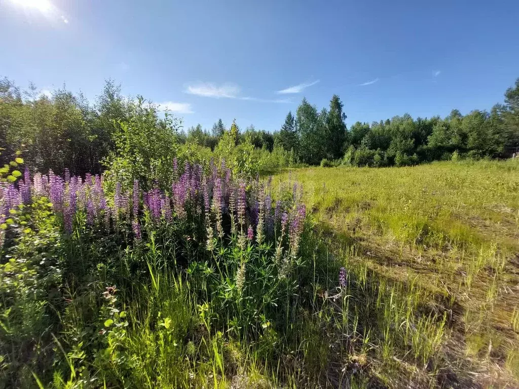 Участок в Коми, Корткеросский район, Додзь муниципальное образование, ... - Фото 1