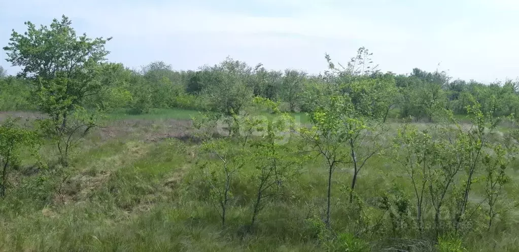 Участок в Волгоградская область, Среднеахтубинский район, ... - Фото 2